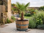 PAASACTIE - Half wijnvat van 225L vat - eiken bloembak, Rond, Nieuw, Ophalen of Verzenden, Balkon