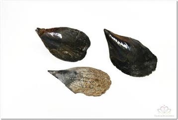 Hamerschelpen klein 1 kilo, Ophalen of Verzenden, Nieuw