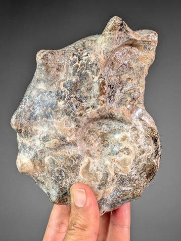 Uitzonderlijke stekelige ammoniet - Gefossiliseerde schelp -, Verzamelen