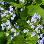 Brunnera macrophylla - Wortelgoed - 5 stuks, Tuin en Terras, Planten | Tuinplanten, Verzenden
