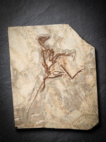 Fossiele matrix - Anchiornis - 57 cm - 46 cm