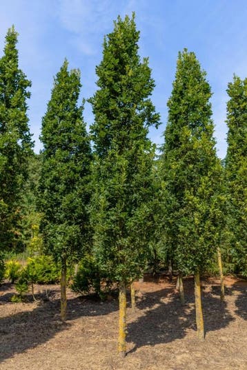 Quercus robur Fastigiate Koster hoogstam