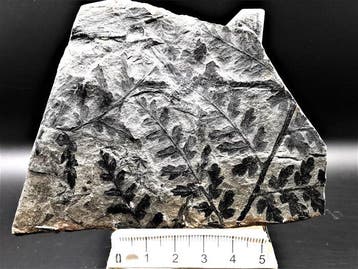 Varen - Gefossiliseerde plant - Mariopteris acuta Brongniart