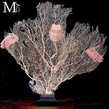 Monumentale ivoorkleurige gorgonie-waaier met een delicate,