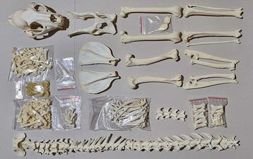 Luipaard Volledig skelet met schedel - Panthera pardus, Nieuw