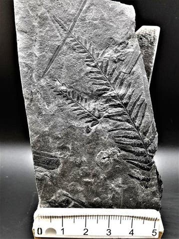 Varen - Gefossiliseerde plant - Senftenbergia plumosa (Artis