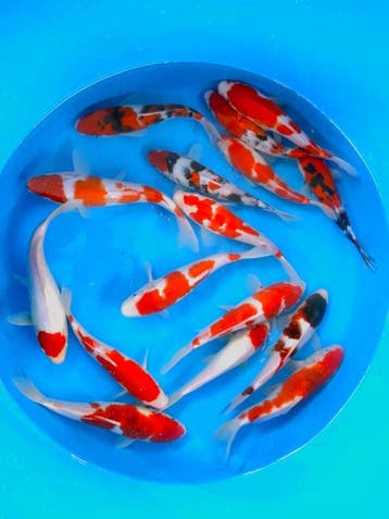 Hirasawa Marusei 22-27cm (Japanse Koi), Karper of Koi