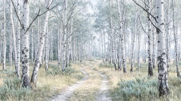 Berkenbos fotobehang – licht bos behang woonkamer, Verzenden, Fotobehang