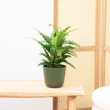 Green Bubble - Calathea Bluegrass - 35cm - Ø12 cm, Ophalen of Verzenden