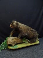 rare american tree porcupine Taxidermie wandmontage -, Nieuw