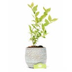 Blauwe Bes Goldtraube, Verzenden, Volle zon