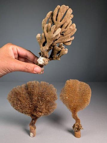 Natuurlijke zeesponzen op minerale ondergronden Taxidermie, Verzamelen, Nieuw