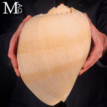 Grote museumkwaliteit Melo Broderipii-schelp - Natuurlijke, Nieuw