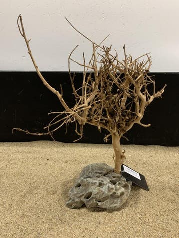 Osaka Bonsai Tree nr 15 - 34x13x43cm - aquascaping boom, Ophalen of Verzenden, Nieuw, Plant(en), Steen of Hout