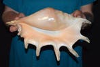 Zeeslak Zeeschelp - M-556 LAMBIS TRUNCATA (Zonder