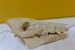 Varken Schedel van een zoogdier - Sus scrofa - 15 cm - 14 cm