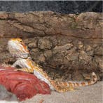 Set van 2 Kurkschors Terrarium Decoratie voor Reptielen, Verzenden, Nieuw