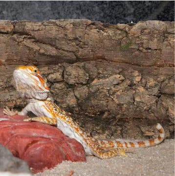 Set van 2 Kurkschors Terrarium Decoratie voor Reptielen, Verzenden, Nieuw