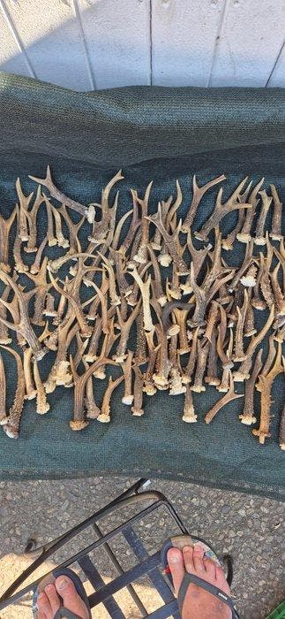 Ree Hoorns - Capreolus capreolus - ensemble de 102 bois