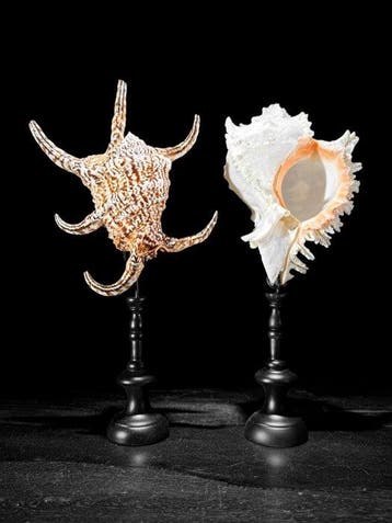 Prachtige set van 2 schelpen - Spider Conch-schelp en