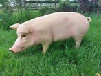 Beeld, farm big pig 90 cm - 45 cm - polyresin