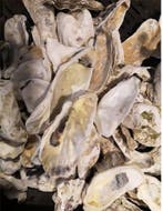 Oesterschelpen biologisch watercleaned < 8 cm 16 stuks, Ophalen of Verzenden, Nieuw