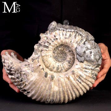 Zeer zeldzame witte ammoniet met metalen kenmerken -