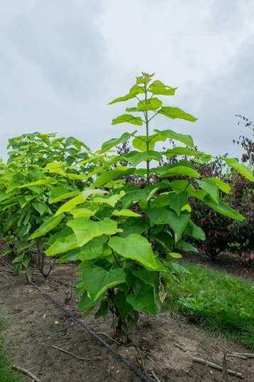 Catalpa bignonioides meerstammig 350-400