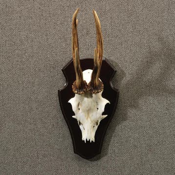 Reebok Gewei Taxidermie Opgezette Dieren By Max, Ophalen of Verzenden, Nieuw, Wild dier, Opgezet dier