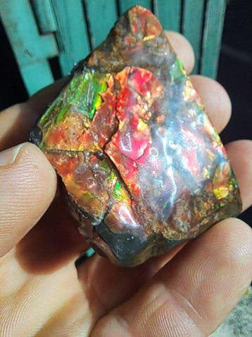 Ammoliet - Fossiel fragment - Placenticeras - 6.2 cm - 4.1