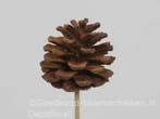 Dennenappels op draad/stick grootverpakking cinnamon doos, Ophalen of Verzenden, Nieuw