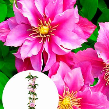Clematis Piilu container (P15) Sierplanten, Roze, Verzenden, Overige soorten, Struik