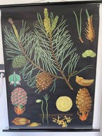 Jung-Koch-Quentell - Lehrmittelverlag Hagemann - Den (Pinus)