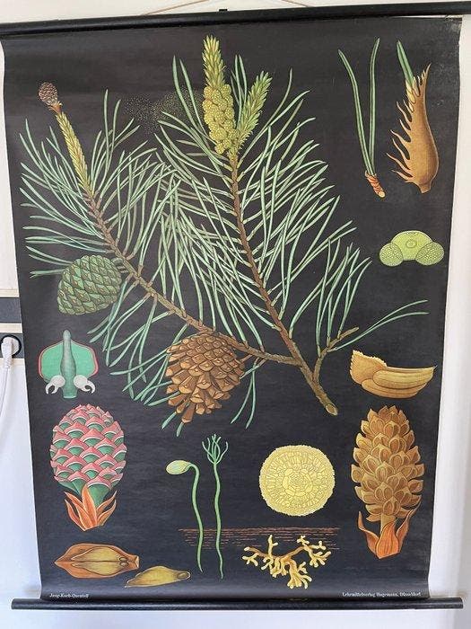 Jung-Koch-Quentell - Lehrmittelverlag Hagemann - Den (Pinus), Antiek en Kunst, Kunst | Tekeningen en Foto's