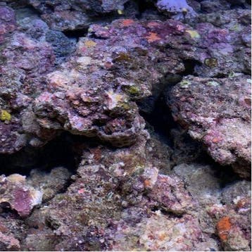 Walt Smith Cultured Fiji Live Rock 1Kg., Ophalen of Verzenden, Nieuw
