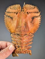 Slipper lobster op een aangepaste standaard Pantser - Ibacus, Verzamelen, Nieuw