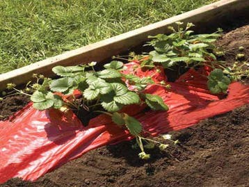 Howitec Mulchfolie infesta 1,2x10m, rood, rood, Verzenden, Nieuw