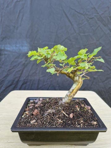 Berkeboom bonsai (Betula pendula) - Hoogte (boom): 17 cm -
