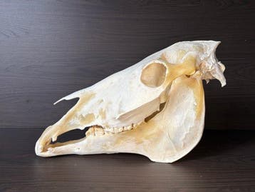 Paard Schedel - Equus ferus caballus - 40 cm - 65 cm - 30