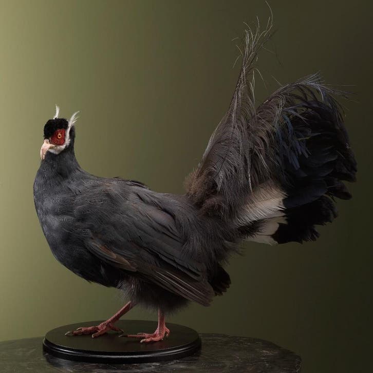 Blauwe Oorfazant Taxidermie Opgezette Dieren By Max, Verzamelen, Dierenverzamelingen, Opgezet dier, Nieuw, Vogel, Ophalen of Verzenden
