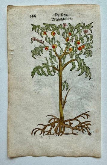 Leonhart Fuchs - Primi de stirpium historia commentariorum