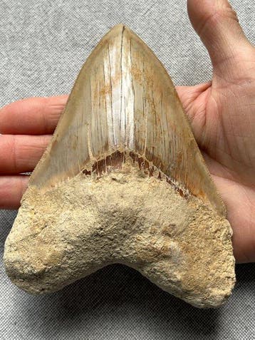 Grote Megalodon-tand 14,4 cm - Fossiele tand - Carcharocles