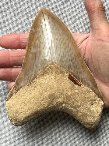 Grote Megalodon-tand 15,2 cm - Fossiele tand - Carcharocles, Verzamelen, Mineralen en Fossielen