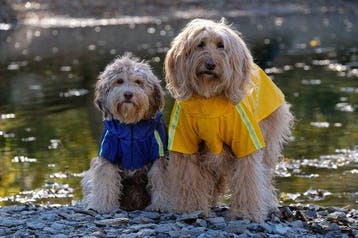 2dekans | Dutchwide - Hondenjas - Regenjas Hond - Blauw -, Dieren en Toebehoren, Ophalen of Verzenden, Zo goed als nieuw