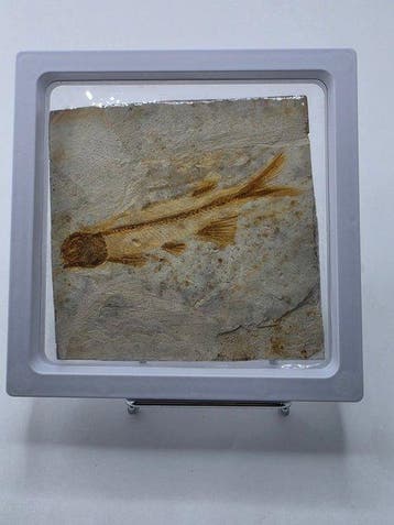 Vis - Gefossiliseerd dier - Lycoptera - 11 cm (Zonder
