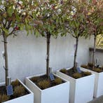 Solar tuinspots met grondspies Accent – Voordeelset van 3, Verzenden, Minder dan 50 watt, Nieuw, Rvs