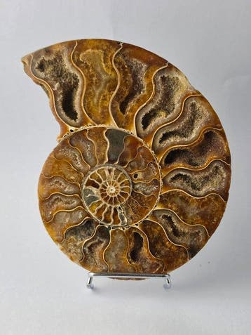 Ammoniet - Gefossiliseerd dier - Aioloceras (Cleoniceras), Verzamelen, Mineralen en Fossielen