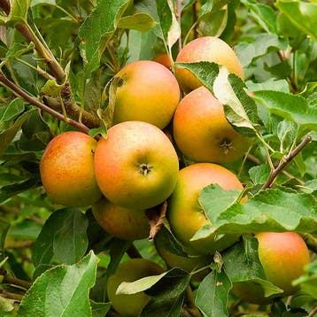 Appel Coxs Orange P. container (P18) Roze, Wit, Verzenden