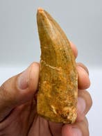 Dinosaurus - Fossiele tand - carcharodontosaurus saharicus -