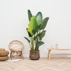 Green Bubble - Strelitzia Augusta multi stam - 180cm, Ophalen of Verzenden